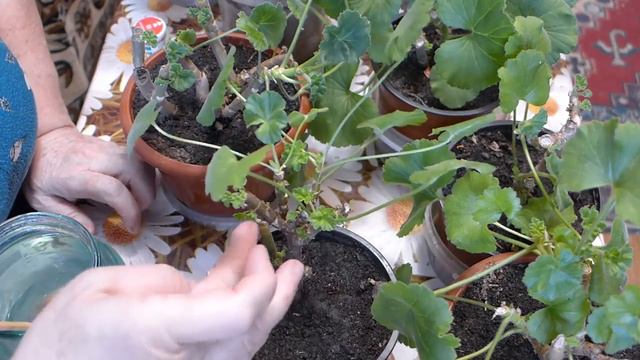 Первая и очень важная подкормка пеларгоний после обрезки для быстрого обновления кустов. смотреть онлайн