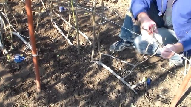 Инжир обрезка