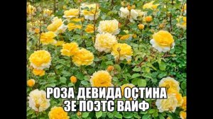 Роза Девида Остина Зе Поэтс Вайф