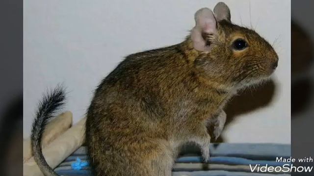 Уход за дегу смотреть онлайн