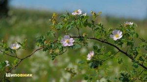 Деревья, кустарники, травы