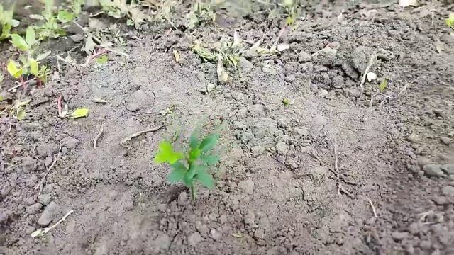 Poncirus trifoliata. Понцирус трифолиата. Закладка маточного сада для дальнейшей селекции. Май 2023 смотреть онлайн