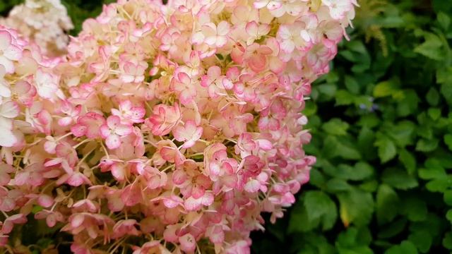 МОИ ВИДЫ ГОРТЕНЗИЙ | 21 ГОРТЕНЗИЯ В 2023 ГОДУ смотреть онлайн