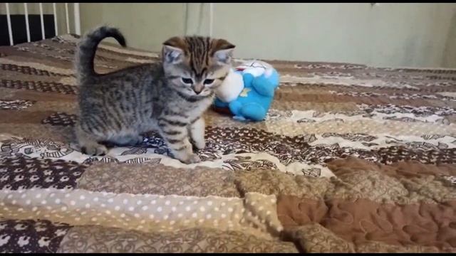 Очаровательные шотландские котята,2 месяца