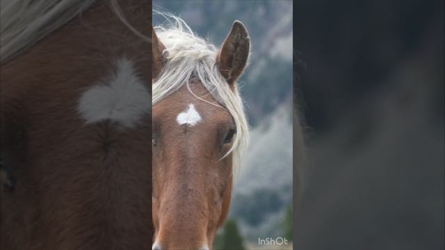 Самые Грациозные и Статные ЛОШАДИ; Голоса и звуки животных; Животные вокруг нас; Животные в природе