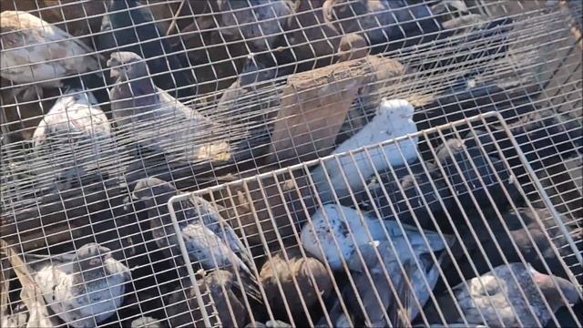 21.10.2023 года.Улан - Хол ярмарка голубей..часть 2. смотреть онлайн