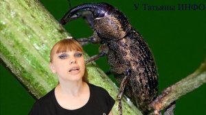 От каких ВРЕДИТЕЛЕЙ Я использую НАШАТЫРНЫЙ СПИРТ? И как?