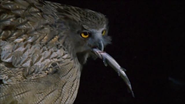 6  ПОЧТИ БЕССМЕРТНЫХ ЖИВОТНЫХ / САМЫЕ ДОЛГОЖИВУЩИЕ смотреть онлайн