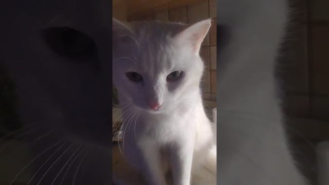мои коты? кот стесняется камеры? #коты#красивыекоты#изжизникотов#белоснежныйкот#забавныекоты