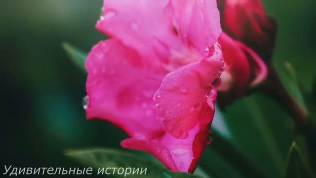 Миллиардер приехал к семье донора сердца, в глухую деревню. Но увидев, что там происходит... смотреть онлайн