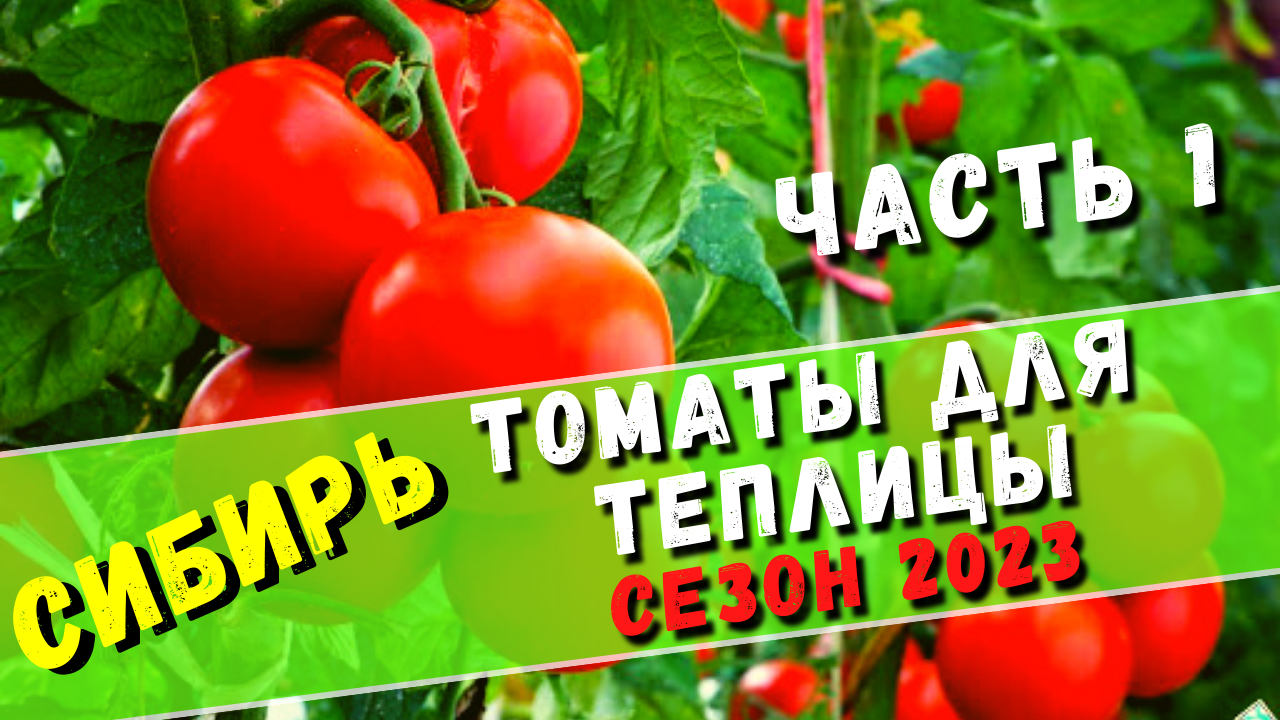 Сибирь. Коллекция томатов для теплицы на сезон 2023. Часть 1.