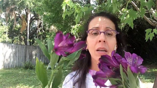 Alstroemeria 101 from FlowerFive смотреть онлайн