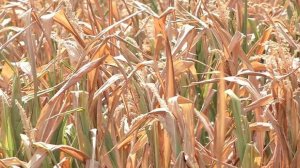 Засуха уничтожила кукурузные поля в Правобережном районе