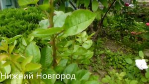 Прищипка базальных побегов у роз ,УЖЕ ПОРА НА МНОГИХ РОЗАХ ЭТО СДЕЛАТЬ!!! как? Ответ в видео.