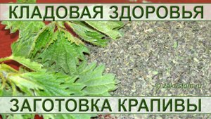 Молодая майская крапива - сбор и заготовка полезного растения