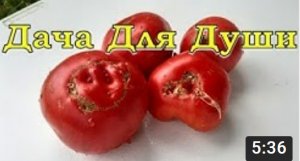 Почему ТОМАТЫ бывают корявые и уродливые????