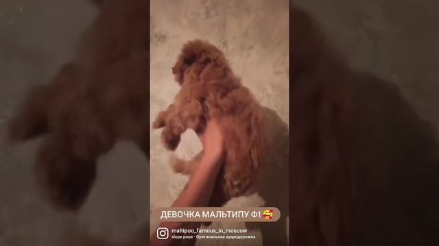 мальтипу Ф1 милейшая девочка карамелька ❤️ у нас есть щенята мальтипу смотреть онлайн
