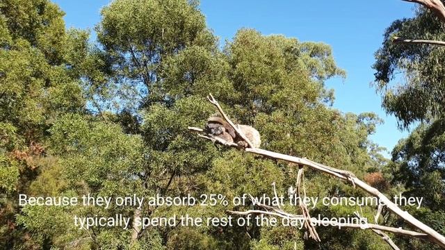 Meet the cute and cuddly Koala | Marsupial | Australia | Koala babies смотреть онлайн