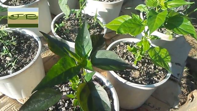 Каталог сортове люти чушки Градина Вискяр смотреть онлайн