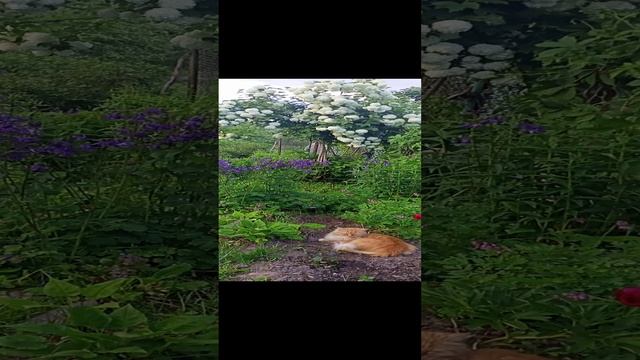 Карточка видео