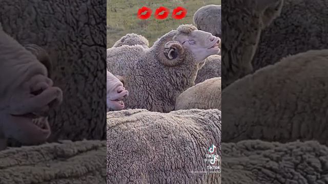 угар