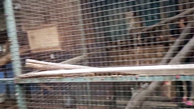 VLOG 30.06.22 | Нашли крутой мини зоопарк! смотреть онлайн