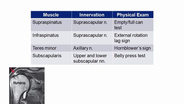 USMLE RX - 8.Анатомия - 1.Анат,физо - 14.Плечевые мышцы вращательной манжеты (ротаторной)