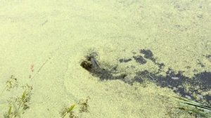 "Рыбаки" Щука на волкер в "жабовнике"