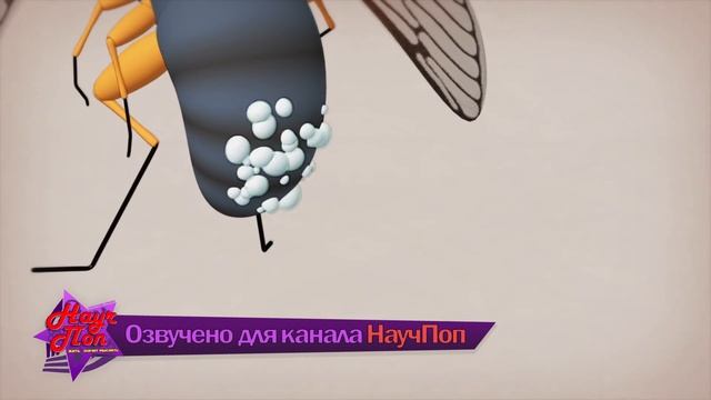? Что за странные жуки цикады? [ ted ed на русском ]