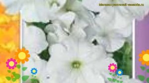 Петуния гибридная ампельная Серия «Лавина» f1 белая. Краткий обзор