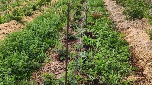 Ежевика БЛЭК ДЖЕМ и весеннее размножение смотреть онлайн