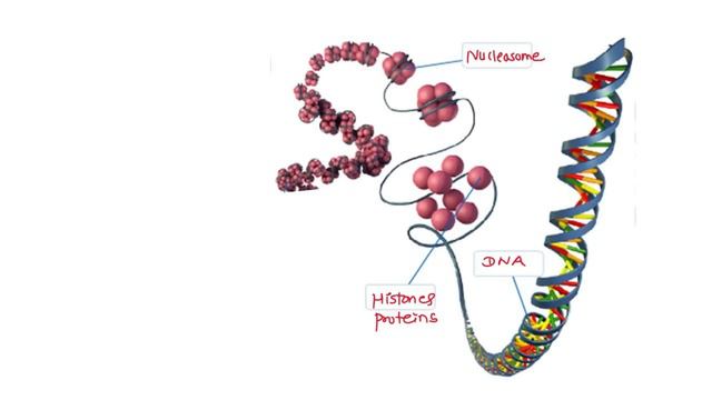 ENTIRE Biology in 16 Minutes | Class 12th Biology Fastest Revision Ever | Board 2023 Exam | Biology