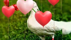 Мухарама Шарипова - Кабутари боми туям