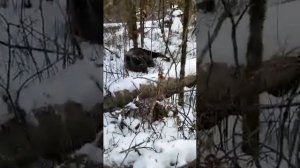 Охота на тигра, медведя. Медведь задрал собаку.