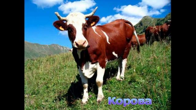 Знакомство с окружающим миром для дошкольников - домашние животные смотреть онлайн