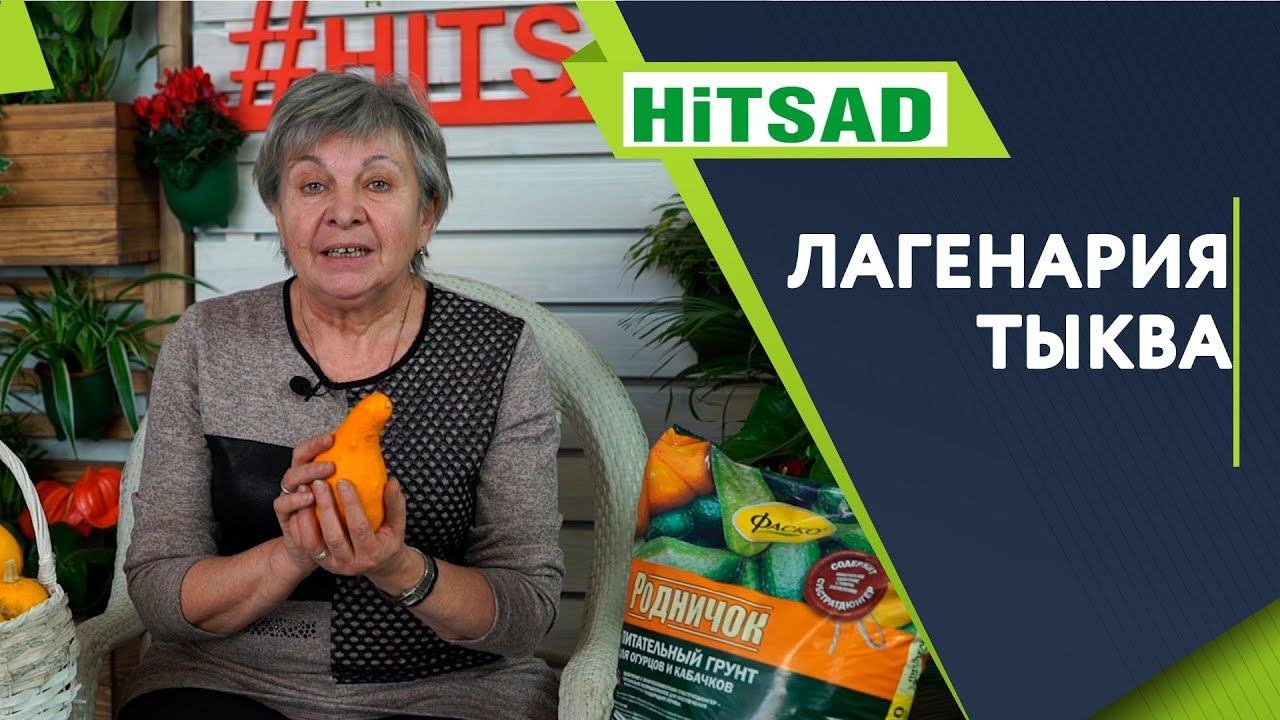 Посуда из Тыквы ✔️ Семена Лагенарии ✔️ Необычная тыква ✔️ Посудная тыква