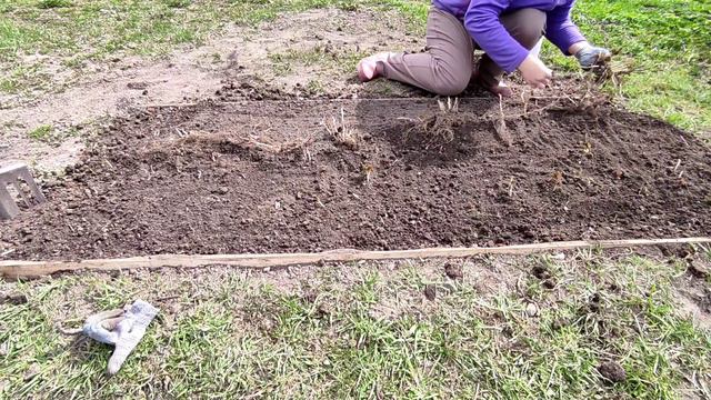 #6 мая пересадила тайскую (тибетскую) малину и ежевику my days in russia смотреть онлайн