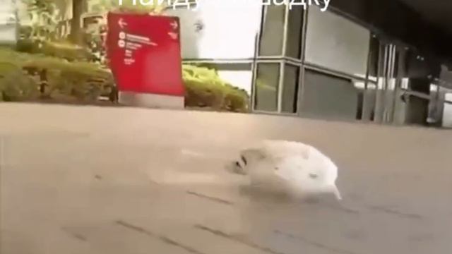 Ежик в поисках лошадки Видео Приколы смотреть онлайн бесплатно смотреть онлайн