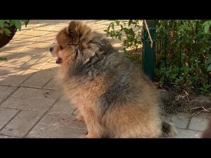 ОНИ ПРИХОДЯТ ВО СПАСЕНИЕ…