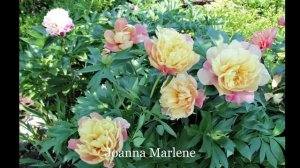 Коллекция Александра Кузьмина