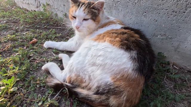 Street cat Fatty / Котобочка отдыхает после работы в кафе смотреть онлайн