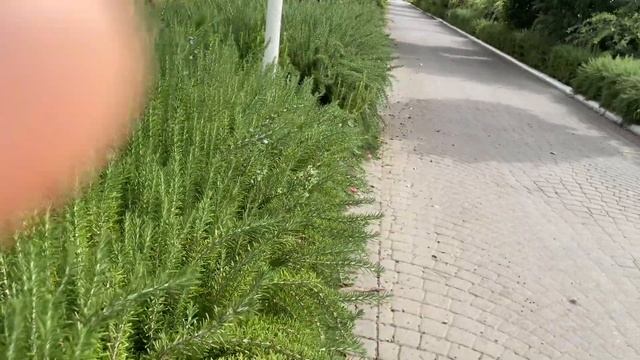 Живая изгородь из розмарина (Турция)