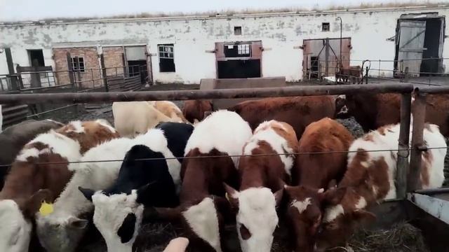 Бизнесімнің басталуы бұзау бордақылау