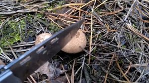 Гриб дождевик