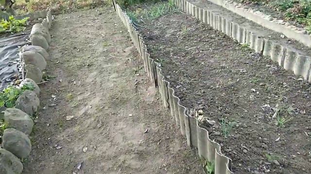 Осенняя посадка чеснока с землином в определенном направлении