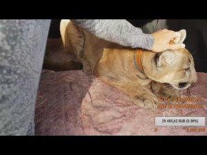 Прямой эфир. Едем на прививки