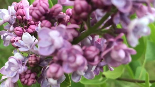 Lilas commun 'Syringa vulgaris' 'Katherine Havemeyer' Parfum super et grappes par paire смотреть онлайн