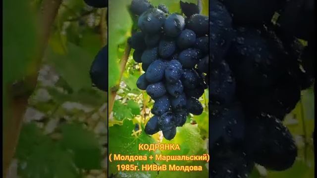 Виноград Кодрянка