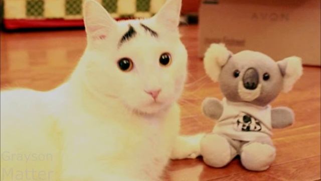 ТОП 10 САМЫЕ БОГАТЫЕ ДОМАШНИЕ ЖИВОТНЫЕ смотреть онлайн