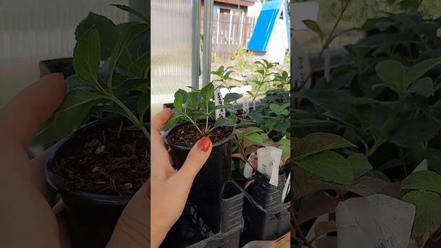 Зимовка метельчатой гортензии